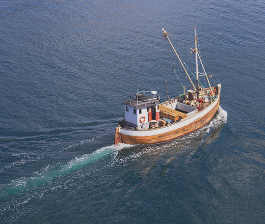 Precaution Over Profit: Federal Court Upholds Decision to Maintain Elver Fisheries Quota