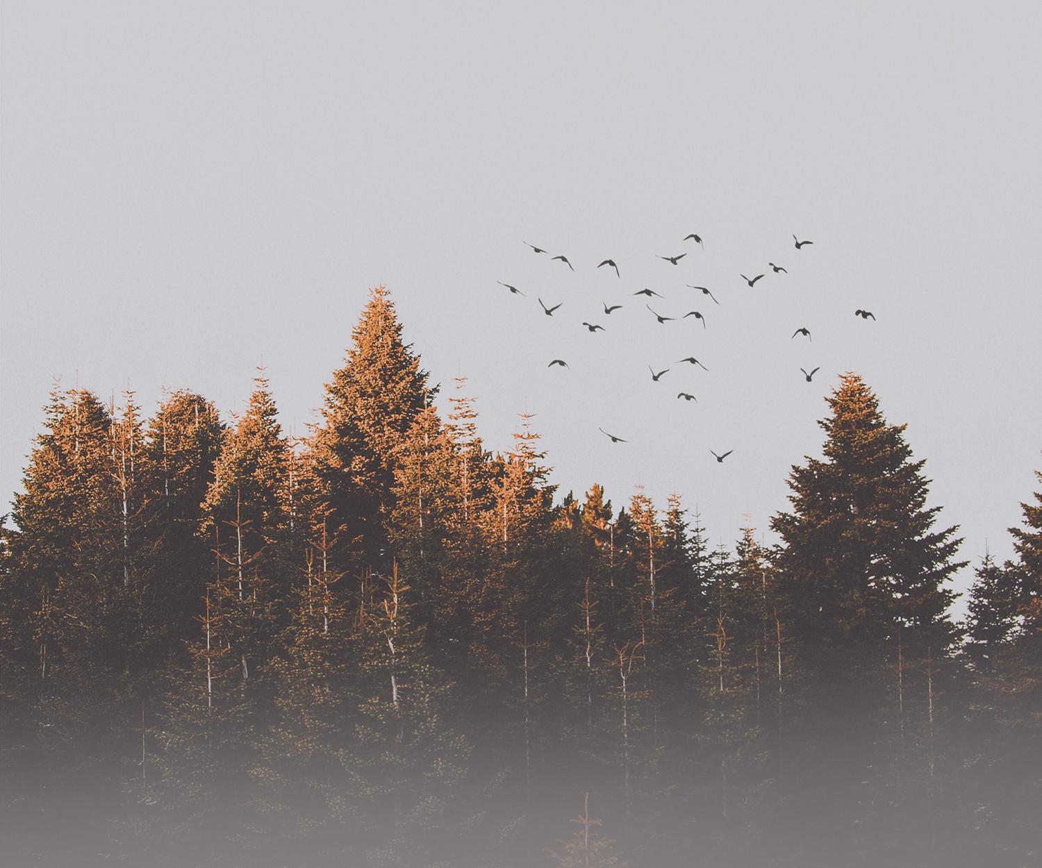 Don’t lose sight of the forest for the trees when considering a duty to defend