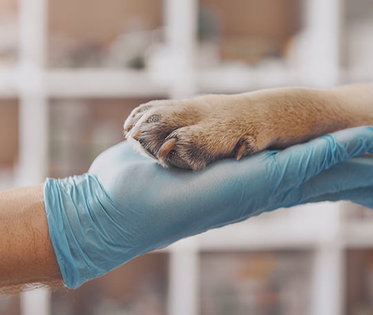 Veterinarian guilty of unprofessional conduct for non-compliant hydromorphone use