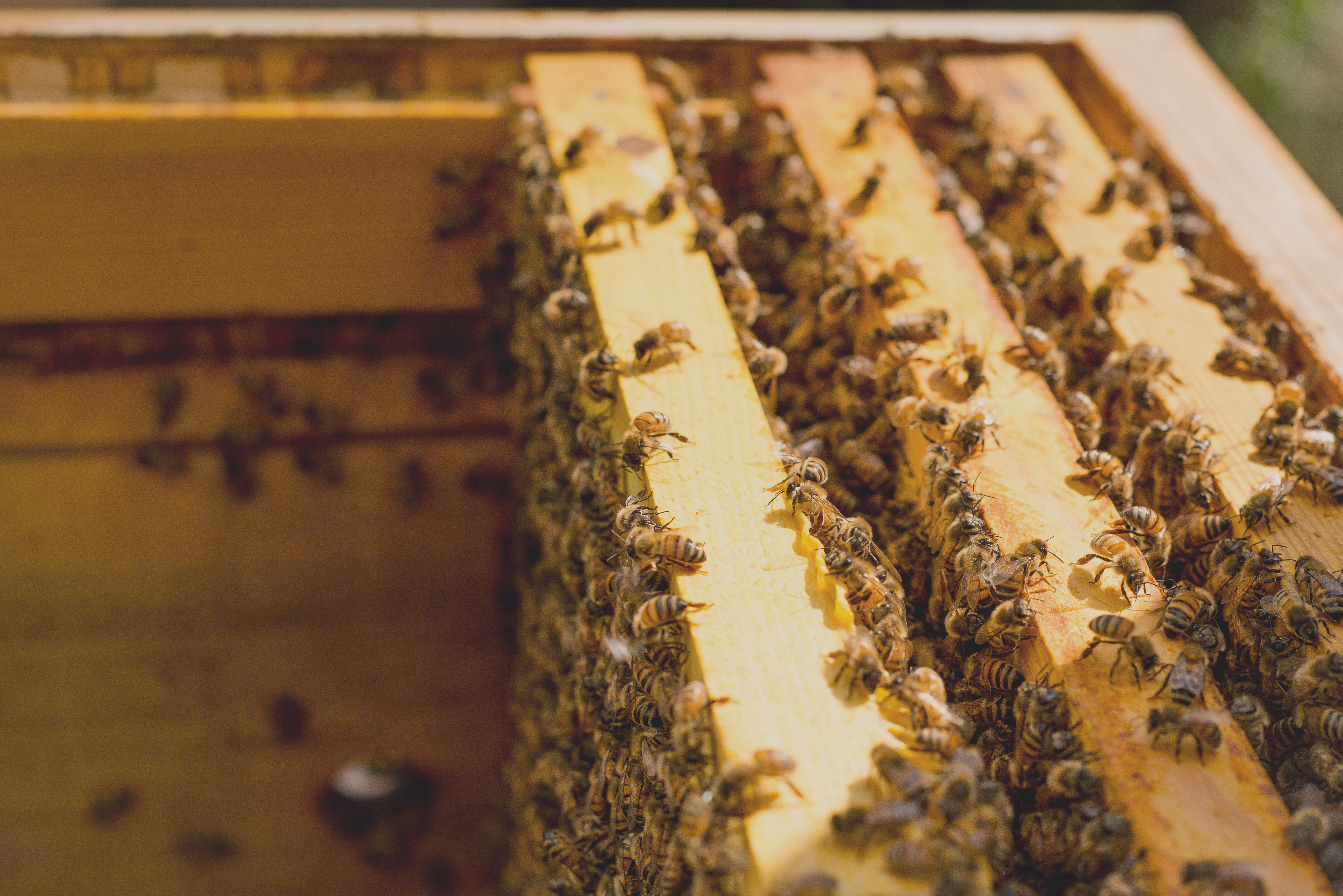 Bee-lieve It or Not: Insurance agent negligent; insured awarded only premium amount in damages